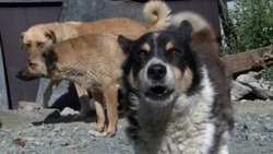 Суд взыщет 10 тысяч рублей с администрации Южно-Курильска за укус собаки