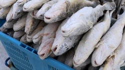 Свежую рыбу по низким ценам завезли в 15 торговых точек Южно-Сахалинска