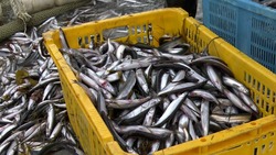 Рыбаки Сахалина завершили промысел мойвы в Западно-Камчатской подзоне 