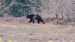 Голодного медведя засняли на Холмском перевале 