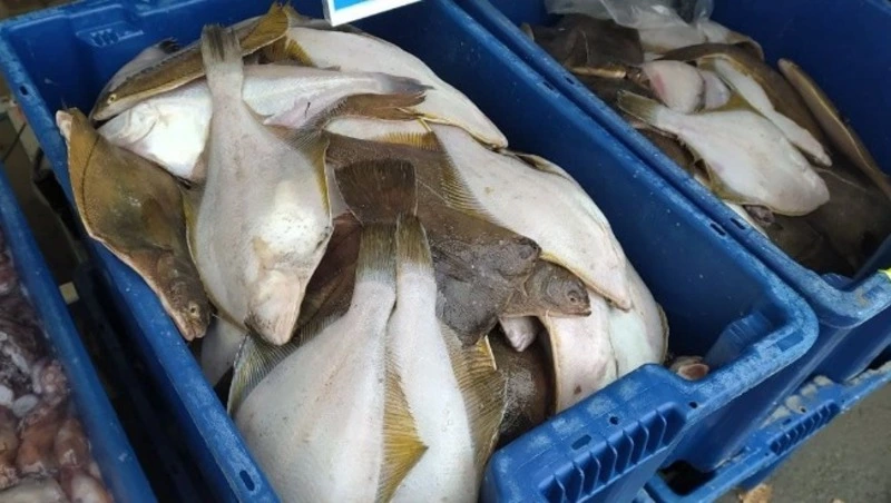  Свежую камбалу по 80 рублей за килограмм доставили в Поронайск 24 октября 