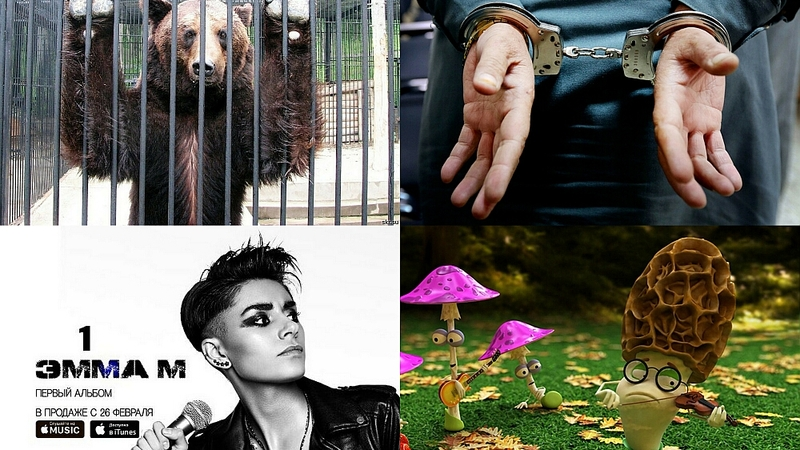 Главные события 2016 года: неспящие медведи и мультяшные грибы