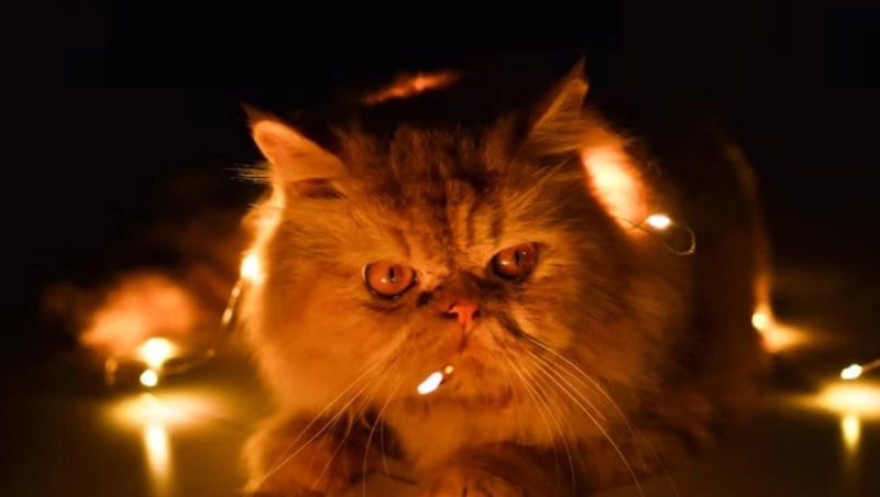 Сотни жителей Южно-Сахалинска остались без света 21 ноября 