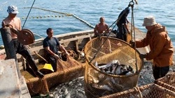 Пропуск кеты продлили на некоторых участках Сахалина