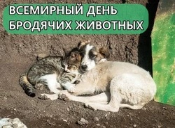 Всемирный день бездомных животных 2024: картинки и открытки к празднику