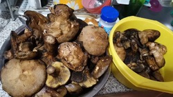 Жители Сахалина нашли в лесу краснокнижный гриб-баран и странные грузди