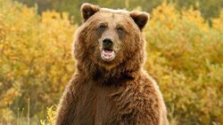 Сахалинцы выдумывают фейки о медведях. За это могут и наказать