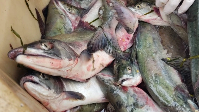 Свежую кету по низким ценам предлагают жителям Сахалина 22 сентября