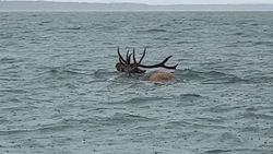 Сахалинский блогер заснял плывущего по Охотскому морю изюбря