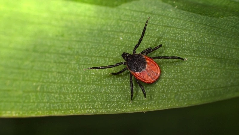 Осторожно, клещи: теплая погода несет опасность жителям Сахалина