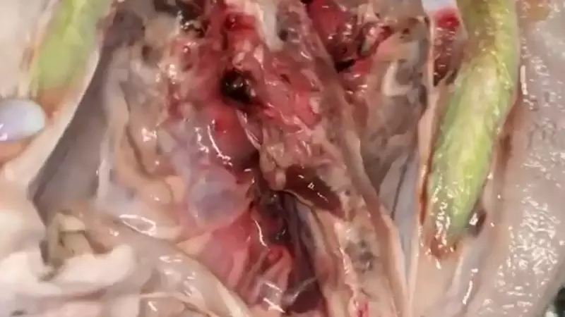 Курицу с зеленым мясом купили сахалинцы на местной птицефабрике