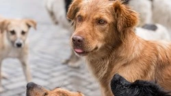 Следком возбудил уголовное дело после нападения собак на женщину в Углегорске