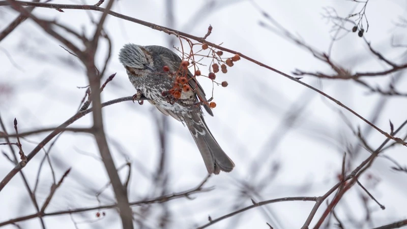 Небольшое похолодание ждет жителей Южно-Сахалинска в ночь на 19 марта