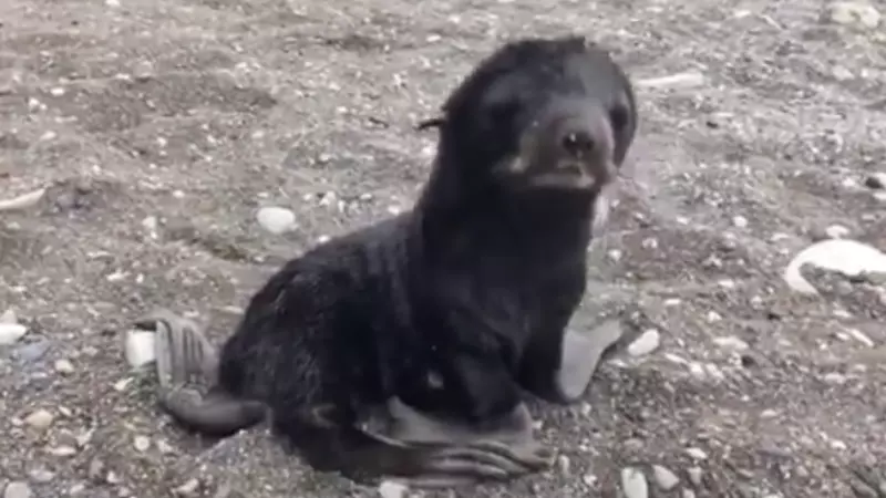 Тюленье умиротворение и радужные киты: гости из США поражаются красотами Курил