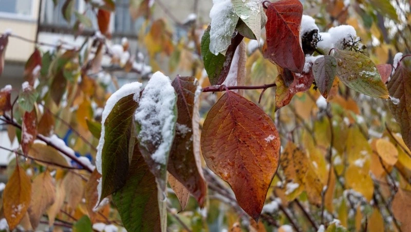 Снег и температуру до -10 градусов спрогнозировали синоптики в Сахалинской области 20 октября