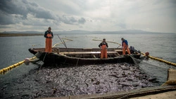 Сахалинцев поймали на запретной добыче минтая на Камчатке