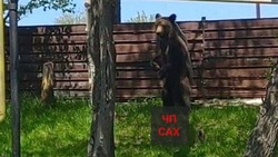 Медведь наведался в охинскую пекарню днем 23 июня