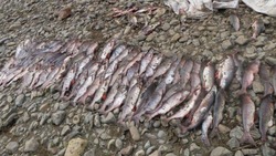 Браконьер на Сахалине поймал пять мешков красной рыбы на 380 тысяч рублей