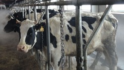 На Дальнем Востоке Россельхознадзор выявил 934 тонны фантомного молока