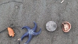 Осьминоги, гребешки и морские гады завалили побережье Сахалина после шторма
