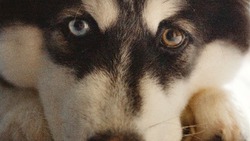 «Его звали Арчи»: названа предварительная причина убийства собаки в Южно-Сахалинске 