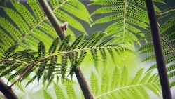 Сезон дикоросов открыли на Сахалине и Курилах: как искать лопух и папоротник