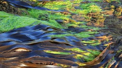 На Сахалине нашли водоросли в мазуте в новом месте