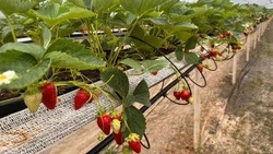 Фермер вырастил почти тонну клубники в теплице на Сахалине