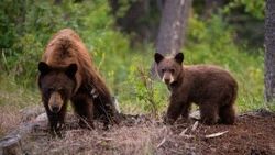 Медвежья семья вышла к отдыхающим в бухте Тихой на Сахалине