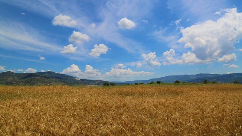 Земля и корейские иномарки. Министр туризма на Сахалине заработал меньше своего зама