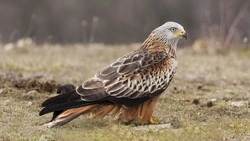 Защитники дикой природы спасли пострадавшего ястреба на Сахалине