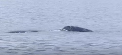 Губернатор Дегтярев рассказал об операции по освобождению гренландского кита