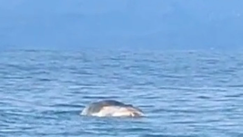 Рыбаки нашли мертвого кашалота в море близ Кунашира