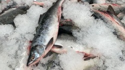Свежую рыбу по низким ценам привезли в три района Сахалина утром 12 сентября