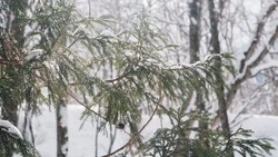 Метель накроет Сахалин и Курилы в первый день весны