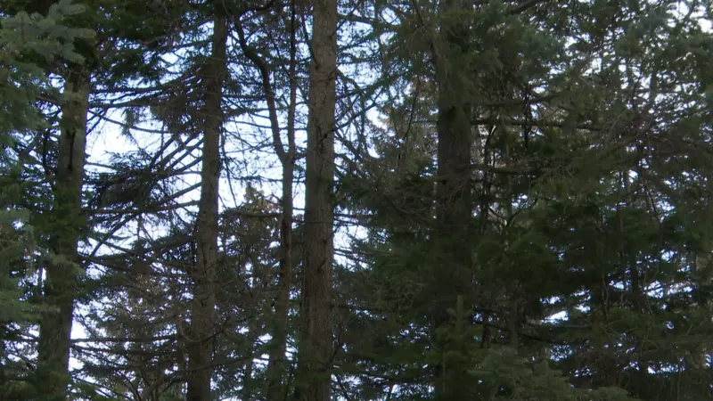 Новогодняя охота началась на Сахалине. Ищут нелегальных продавцов елок