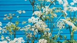 Километровые джунгли борщевика выросли на окраине Южно-Сахалинска