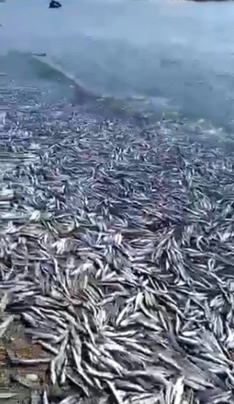 От массового выброса уйка на севере Сахалина заблестел берег