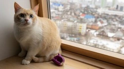 Житель Невельска выбросил кота с 4-го этажа из-за «неправильного» поведения