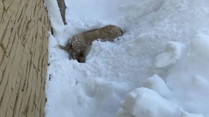 Двое мужчин в Южно-Сахалинске беспощадно расправились с щенком