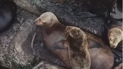 «Аж сердце замирает»: фотограф снял сотню сивучей на Сахалине