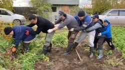 Тянем-потянем: огромную свеклу вшестером доставали из земли на Дальнем Востоке