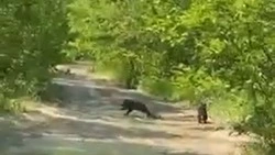Медведицу с медвежатами заметил житель Сахалина около Огоньков