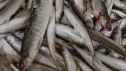 «Вот такие слонопотамы»: сахалинские рыбаки похвастались крупным уловом корюшки