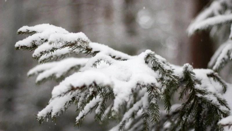 Синоптики рассказали, какая погода ждет сахалинцев и курильчан с 20 по 26 декабря