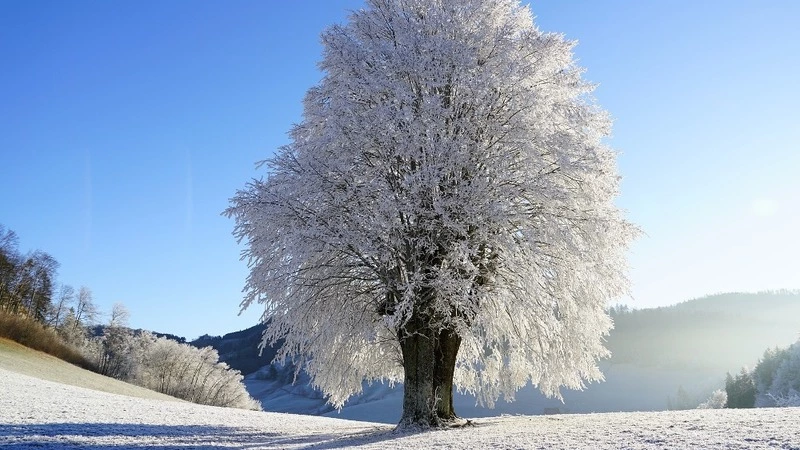 Сахалин ожидает спокойная морозная неделя