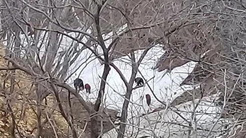 Сахалинцы заметили медведицу с тремя медвежатами на перевале в Холмском районе