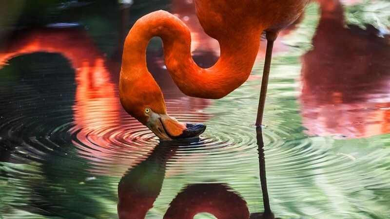 В сахалинском зоопарке создадут два красивых пруда и вольеры для дикобразов и фламинго