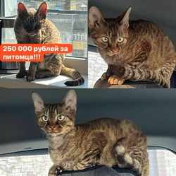 Хозяева потерянного кота подтвердили сумму вознаграждения в четверть миллиона рублей на Сахалине  