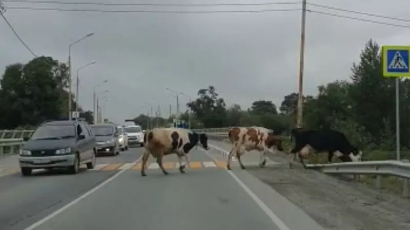 Законопослушных коров заметили в Южно-Сахалинске